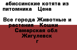 абиссинские котята из питомника › Цена ­ 15 000 - Все города Животные и растения » Кошки   . Самарская обл.,Жигулевск г.